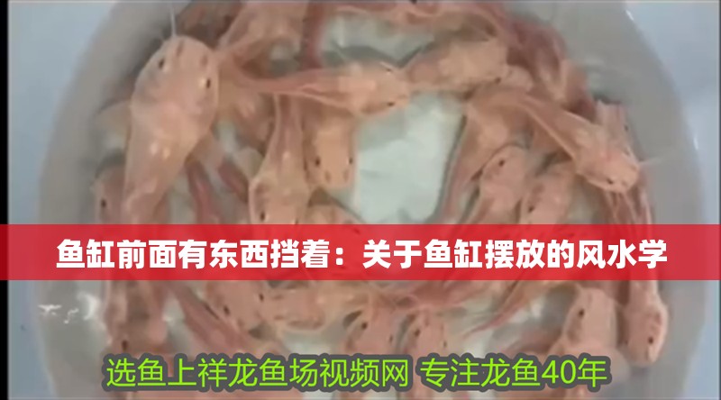 魚缸前面有東西擋著：關于魚缸擺放的風水學
