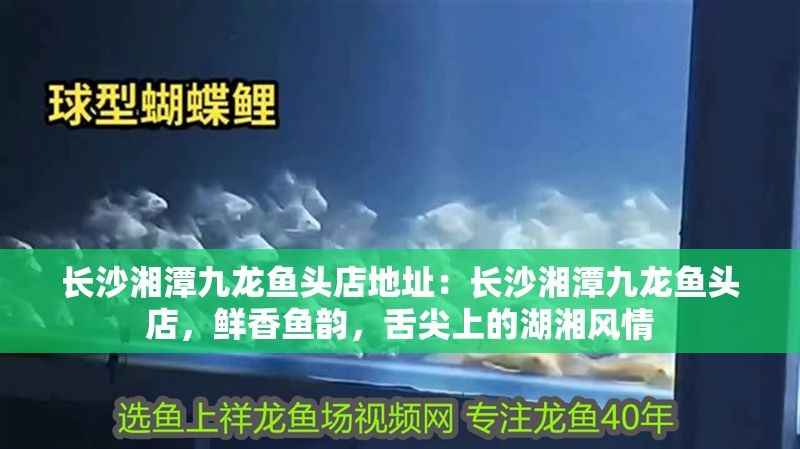 長沙<strong><mark>湘潭</mark></strong>九龍魚頭店地址：長沙<strong><mark>湘潭</mark></strong>九龍魚頭店，鮮香魚韻，舌尖上的湖湘風情
