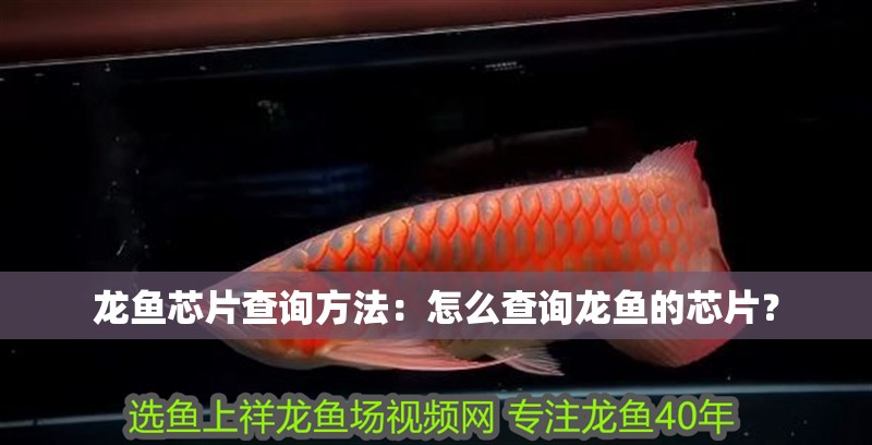 龍魚芯片查詢方法：怎么查詢龍魚的芯片？ 龍魚芯片查詢方法：怎么查詢龍魚的芯片？ 龍魚百科