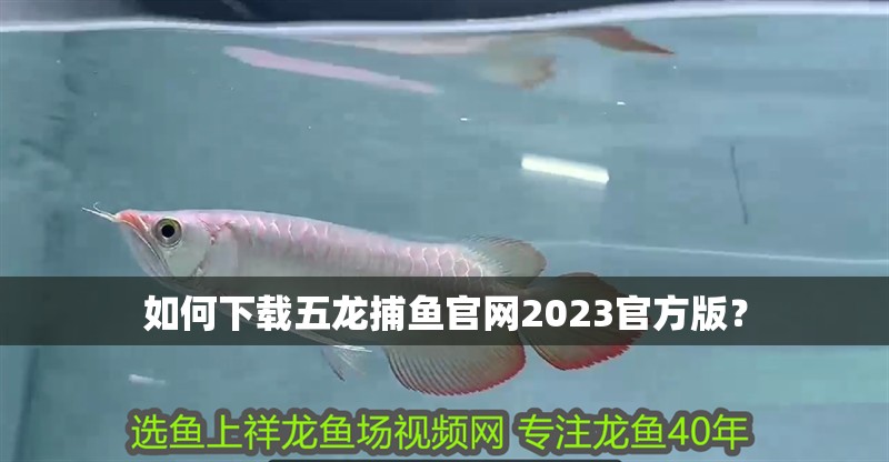 如何下載五龍捕魚官網2023官方版？