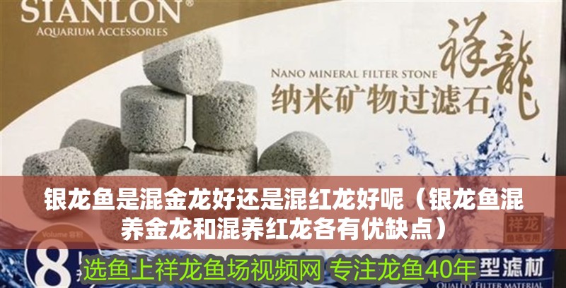銀龍魚是混金龍好還是混紅龍好呢（銀龍魚混養(yǎng)金龍和混養(yǎng)紅龍各有優(yōu)缺點(diǎn)）