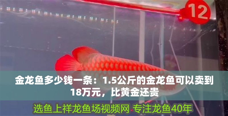 金龍魚多少錢一條：1.5公斤的金龍魚可以賣到18萬元，比黃金還貴 金龍魚多少錢一條：1.5公斤的金龍魚可以賣到18萬元，比黃金還貴 龍魚百科