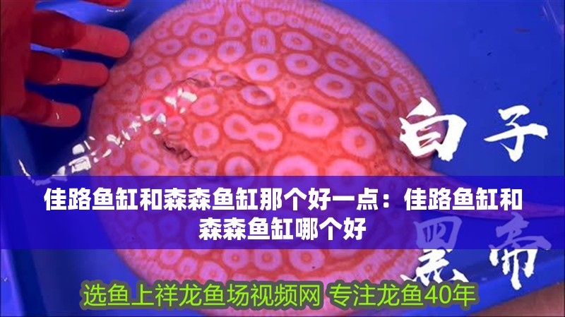 佳路魚缸和森森魚缸那個好一點：佳路魚缸和森森魚缸哪個好