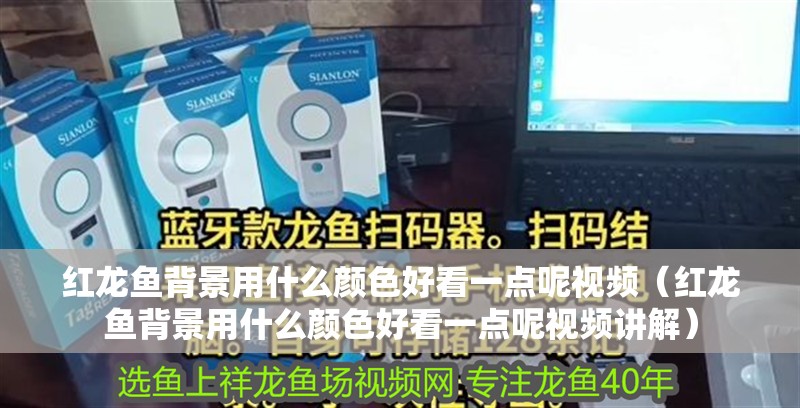 紅龍魚背景用什么顏色好看一點呢視頻（紅龍魚背景用什么顏色好看一點呢視頻講解）