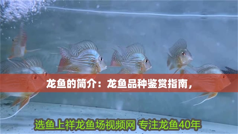 龍魚的簡介：龍魚品種鑒賞指南，