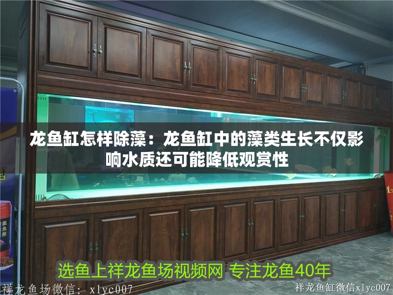 龍魚缸怎樣除藻：龍魚缸中的藻類生長不僅影響水質還可能降低觀賞性