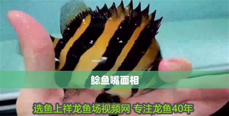 鯰魚嘴面相