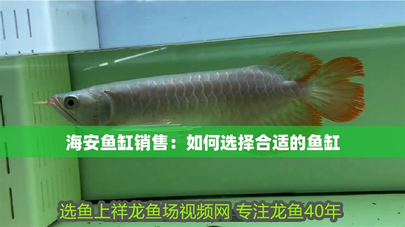 海安魚缸銷售：如何選擇合適的魚缸