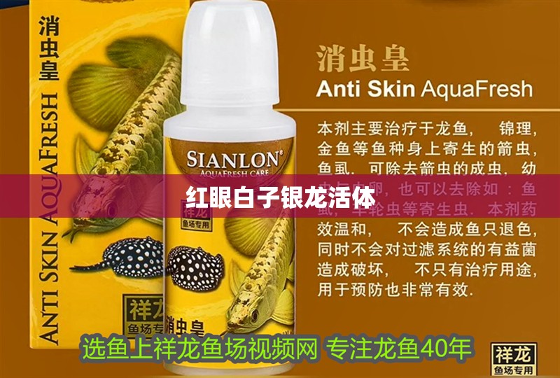 紅眼白子銀龍活體