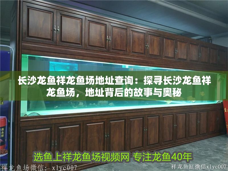 長沙龍魚祥龍魚場地址查詢：探尋長沙龍魚祥龍魚場，地址背后的故事與奧秘