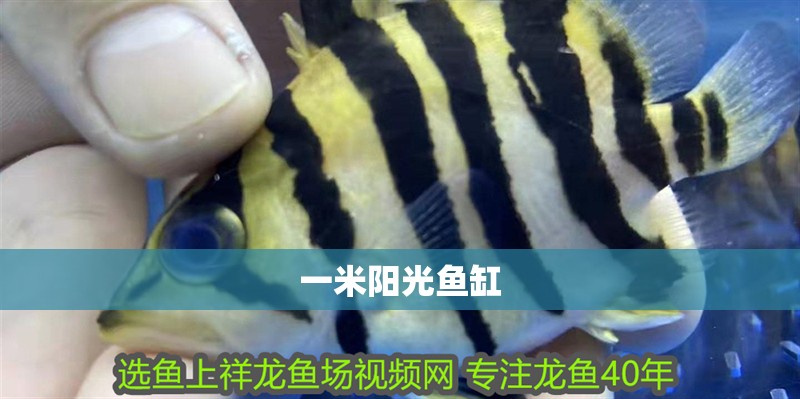 一米陽(yáng)光魚(yú)缸