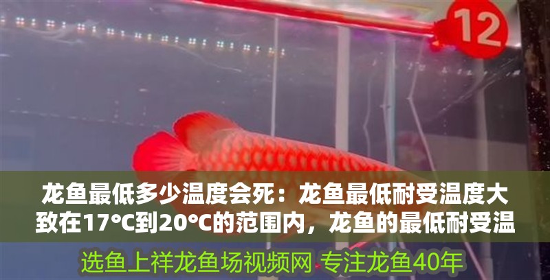 龍魚最低多少溫度會死：龍魚最低耐受溫度大致在17℃到20℃的范圍內(nèi)，龍魚的最低耐受溫度大致在17℃到20℃的范圍內(nèi)