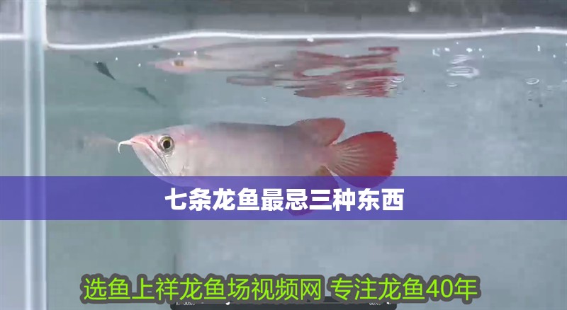 七條龍魚最忌三種東西 七條龍魚最忌三種東西 龍魚論壇