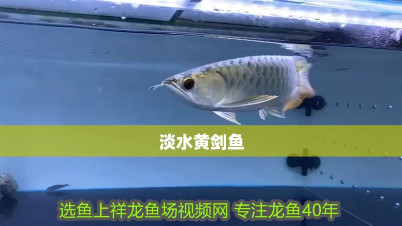 淡水黃劍魚