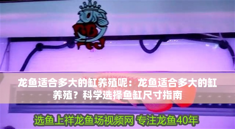 龍魚適合多大的缸養殖呢：龍魚適合多大的缸養殖？科學選擇魚缸尺寸指南