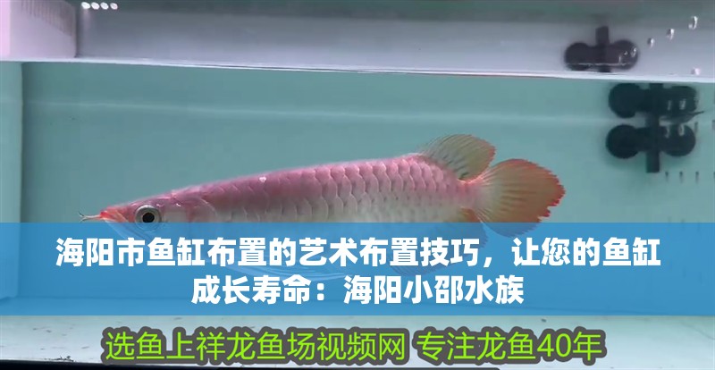 海陽(yáng)市魚(yú)缸布置的藝術(shù)布置技巧，讓您的魚(yú)缸成長(zhǎng)壽命：海陽(yáng)小邵水族