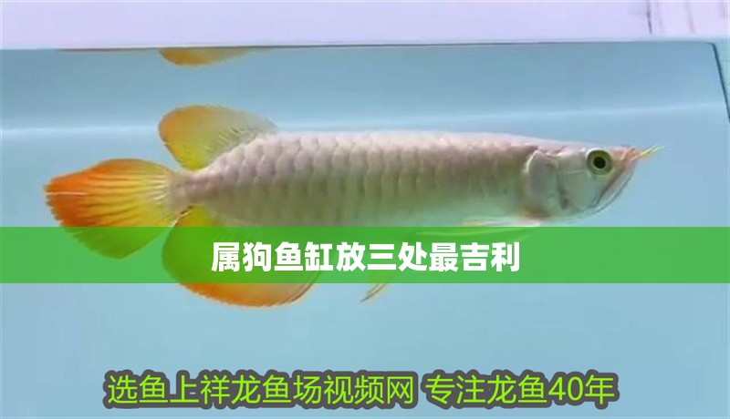 屬狗魚缸放三處最吉利