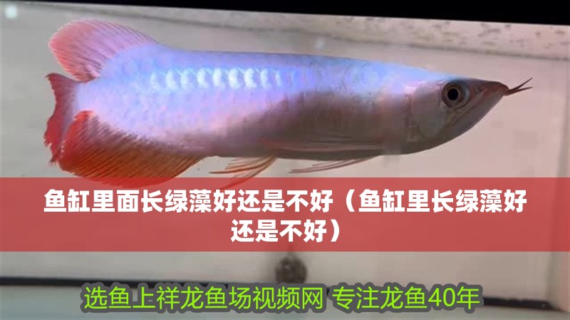 魚缸里面長綠藻好還是不好（魚缸里長綠藻好還是不好）