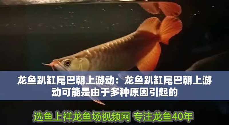 龍魚趴缸尾巴朝上游動(dòng)：龍魚趴缸尾巴朝上游動(dòng)可能是由于多種原因引起的
