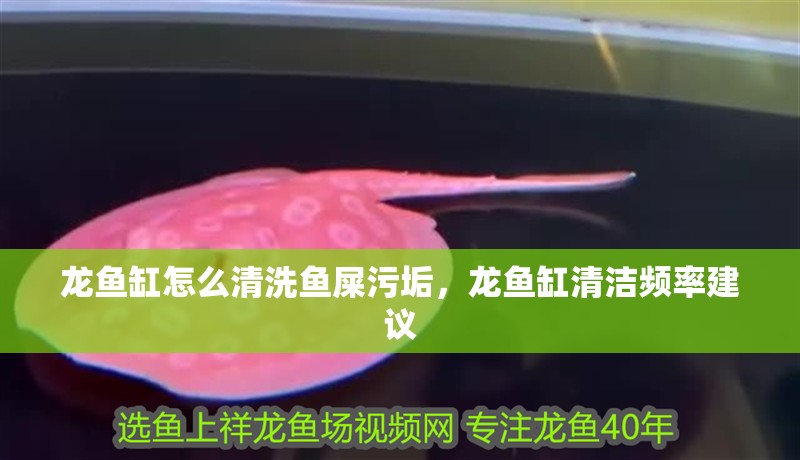 龍魚缸怎么清洗魚屎污垢，龍魚缸清潔頻率建議 龍魚缸怎么清洗魚屎污垢，龍魚缸清潔頻率建議 魚缸百科