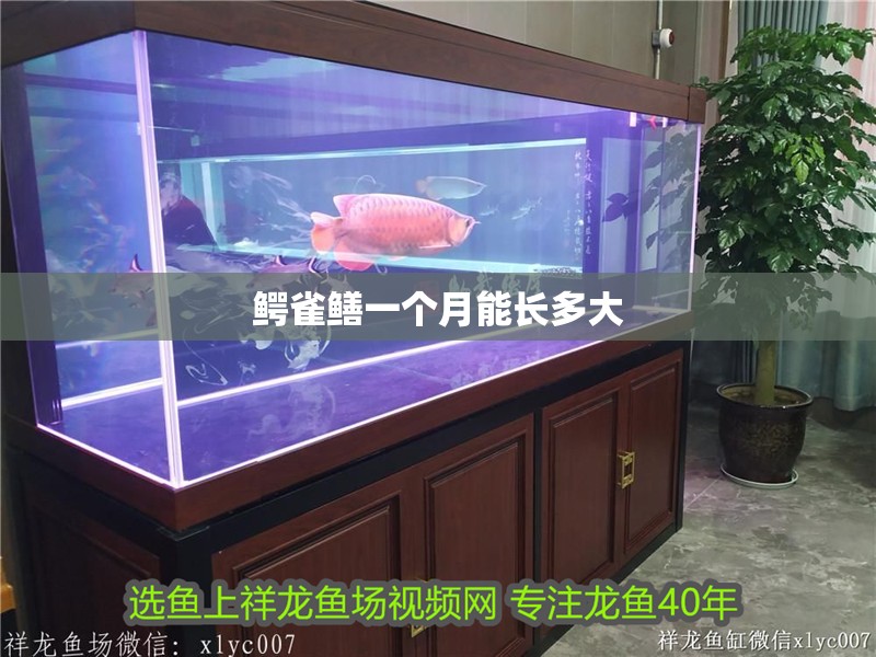 鱷雀鱔一個月能長多大