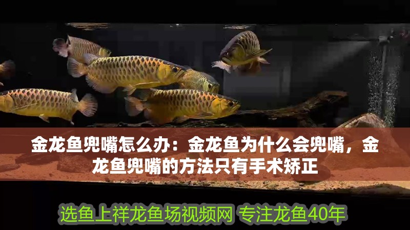 金龍魚兜嘴怎么辦：金龍魚為什么會兜嘴，金龍魚兜嘴的方法只有手術(shù)矯正