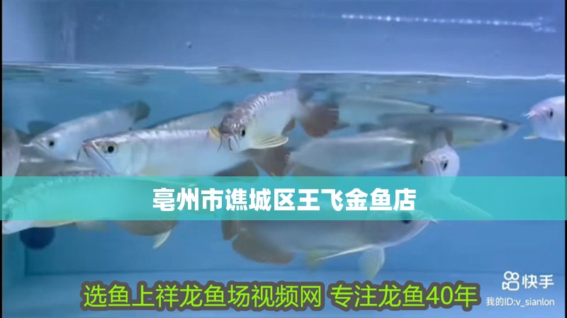 亳州市譙城區王飛金魚店