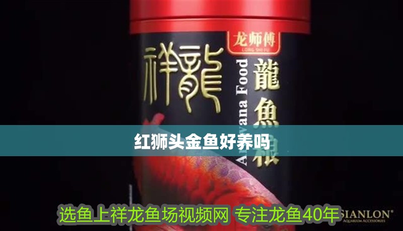 紅獅頭金魚好養嗎