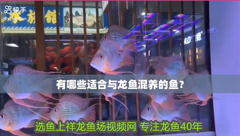 有哪些適合與龍魚混養(yǎng)的魚？