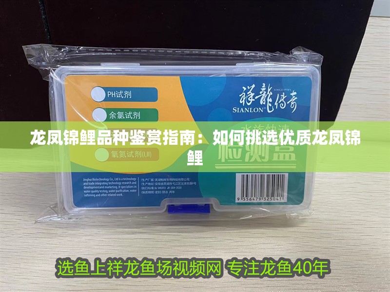 龍鳳錦鯉品種鑒賞指南：如何挑選優質龍鳳錦鯉