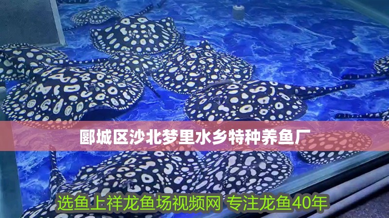 郾城區沙北夢里水鄉特種養魚廠 郾城區沙北夢里水鄉特種養魚廠 全國水族館企業名錄