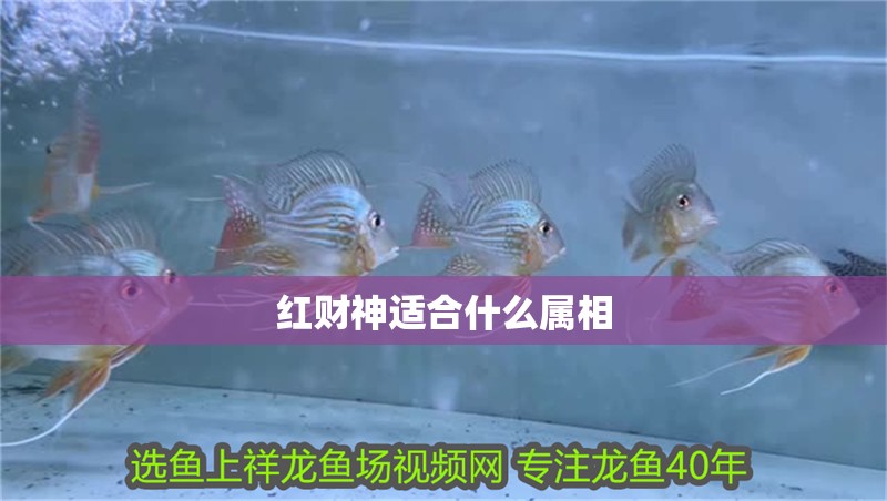 紅財神適合什么屬相