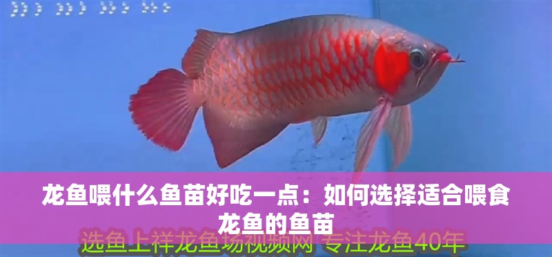 龍魚喂什么魚苗好吃一點：如何選擇適合喂食龍魚的魚苗