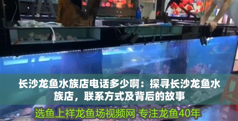 長沙龍魚水族店電話多少啊：探尋長沙龍魚水族店，聯(lián)系方式及背后的故事