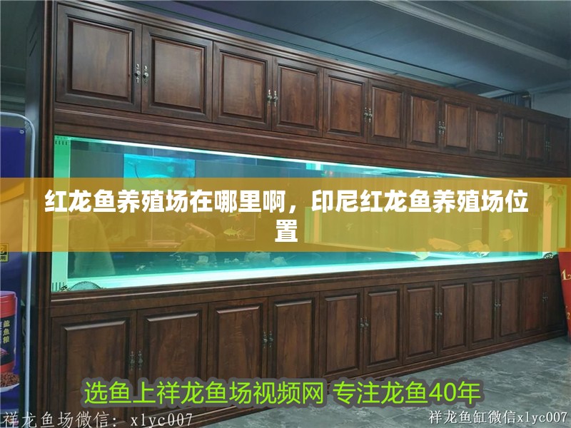 紅龍魚養殖場在哪里啊，印尼紅龍魚養殖場位置