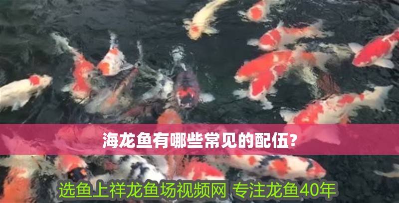 海龍魚有哪些常見的配伍？