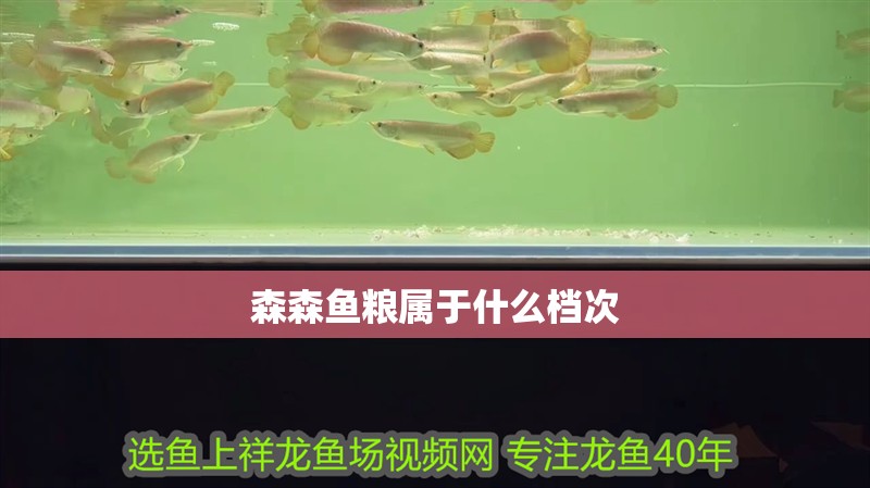 森森魚(yú)糧屬于什么檔次