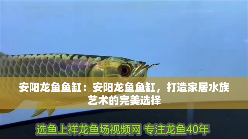 安陽(yáng)龍魚(yú)魚(yú)缸：安陽(yáng)龍魚(yú)魚(yú)缸，打造家居水族藝術(shù)的完美選擇