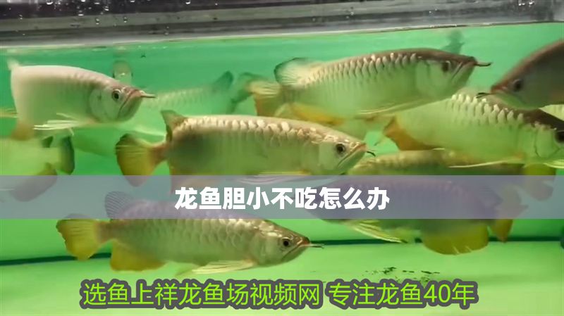龍魚膽小不吃怎么辦