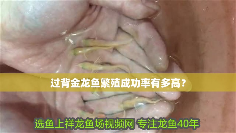 過背金龍魚繁殖成功率有多高？