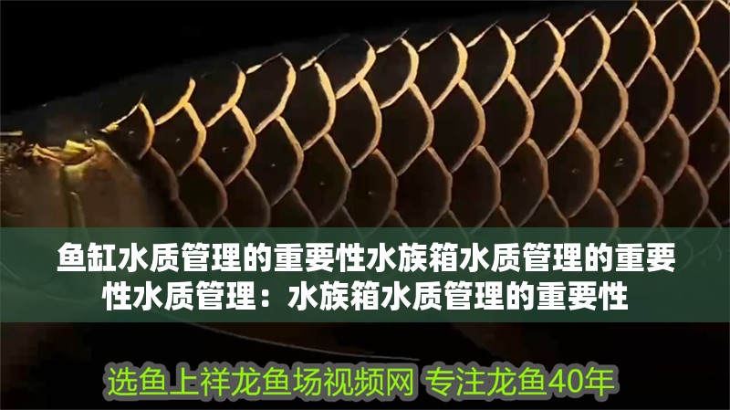 魚缸水質(zhì)管理的重要性水族箱水質(zhì)管理的重要性水質(zhì)管理：水族箱水質(zhì)管理的重要性