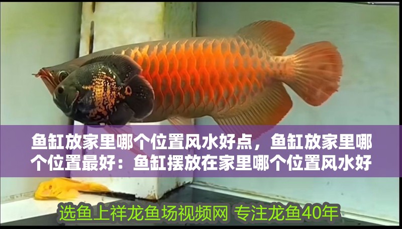 魚(yú)缸放家里哪個(gè)位置風(fēng)水好點(diǎn)，魚(yú)缸放家里哪個(gè)位置最好：魚(yú)缸擺放在家里哪個(gè)位置風(fēng)水好點(diǎn)？