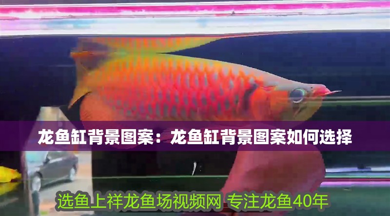 龍魚缸背景圖案：龍魚缸背景圖案如何選擇
