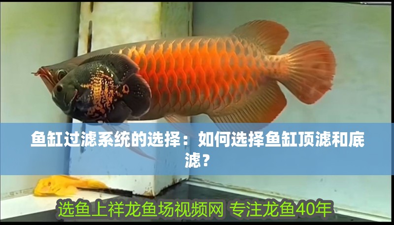 魚(yú)缸過(guò)濾系統(tǒng)的選擇：如何選擇魚(yú)缸頂濾和底濾？