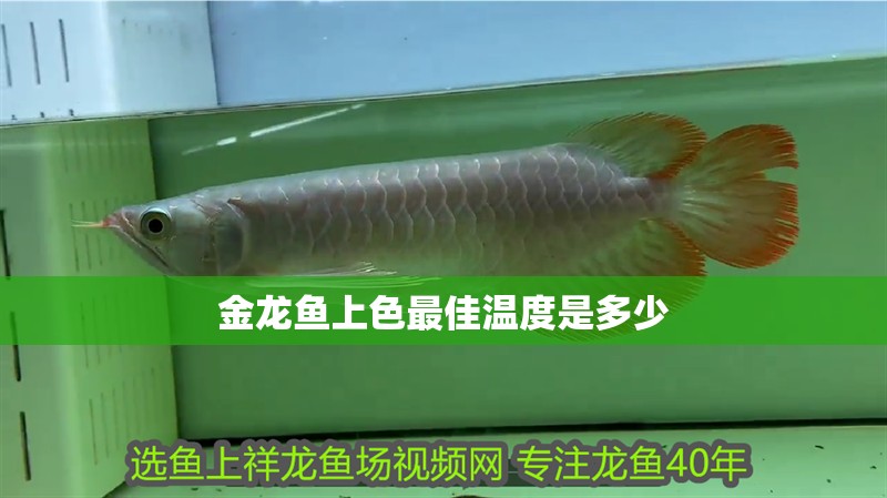 金龍魚上色最佳溫度是多少