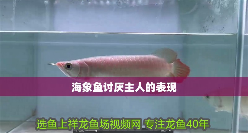 海象魚討厭主人的表現