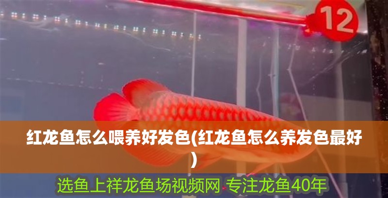 紅龍魚怎么喂養好發色(紅龍魚怎么養發色最好)