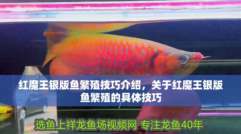 紅魔王銀版魚繁殖技巧介紹，關(guān)于紅魔王銀版魚繁殖的具體技巧