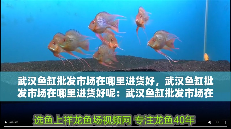 武漢魚缸批發市場在哪里進貨好，武漢魚缸批發市場在哪里進貨好呢：武漢魚缸批發市場在哪里進貨好 武漢魚缸批發市場在哪里進貨好，武漢魚缸批發市場在哪里進貨好呢：武漢魚缸批發市場在哪里進貨好 魚缸百科