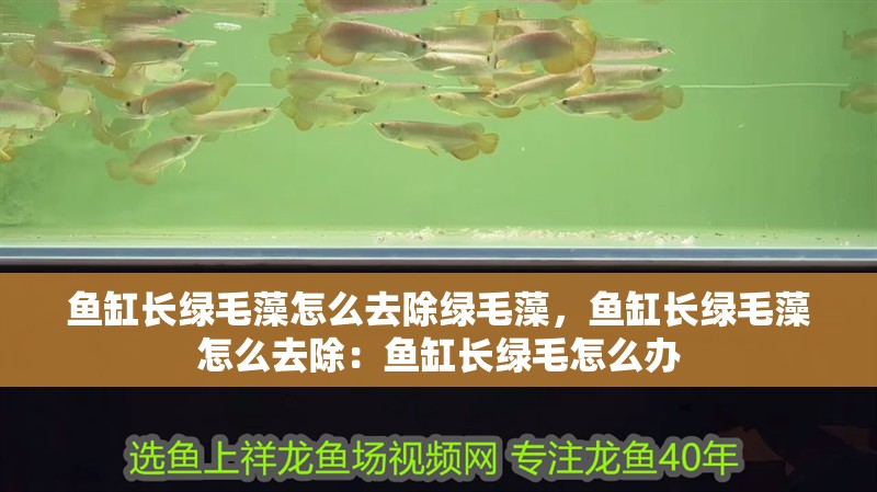 魚缸長綠毛藻怎么去除綠毛藻，魚缸長綠毛藻怎么去除：魚缸長綠毛怎么辦